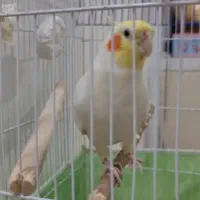 عروس هلندی سخنگو|پرنده|تهران, شهرک فردوس (حسینی)|دیوار