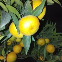 نارنگی انشو نارنگی یافا درجه یک|خوردنی و آشامیدنی|قائم‌شهر, |دیوار