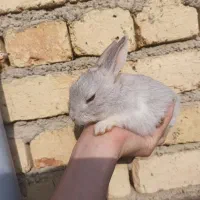 خرگوش|موش و خرگوش|ارومیه, |دیوار