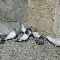 کبوترفروشی