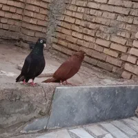 کفتر رنگی|پرنده|خرمشهر, |دیوار