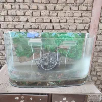 اکواریوم