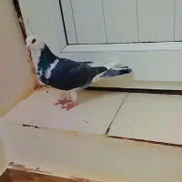 کبوتر نر|پرنده|بجنورد, |دیوار