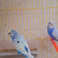 پرنده'سرای سارانی جفت های مولد و عتیقه|پرنده|سراوان, |دیوار