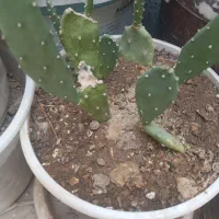 گل و گیاه طبیعی|گل و گیاه طبیعی|مشهد, نوید|دیوار