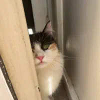 گربه شناسنامه دارو مهربون|گربه|یزد, |دیوار