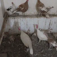 بوقلمون ماده