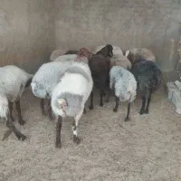 گوسفند گوشتی چاق