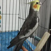 عروس هلندی|پرنده|الوند, |دیوار