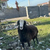 نر ۱۴ ماهه فروش|حیوانات مزرعه|چمستان, |دیوار