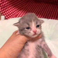 رزرو گربه ی ژاپنی بامزه|گربه|رامسر, |دیوار