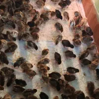 حراج جوجه فقط تا فردا