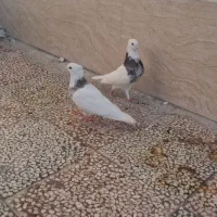 کفتر