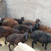 ۱۲ راس بره نرو ماده قاطی
