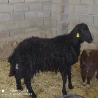 شیشک هترو معامله با بز و کره و گوسفند چاق