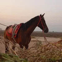 مادیون عربی