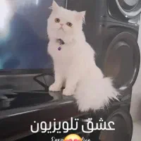 پرشین فلت ماده