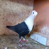 کبوتر کویتی کاکلی کربلایی  زرد کرمانی|پرنده|مه ولات, |دیوار