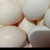 تخم مرغ محلی مهران دانه ۱۸