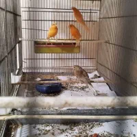 قناری رسمی بلند|پرنده|کرج, پیشاهنگی|دیوار