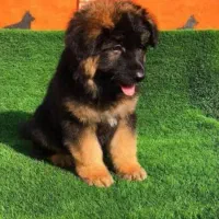 توله های ژرمن اصیل با کیفیت|سگ|رشت, حومه رشت|دیوار