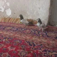 یک جفت کفتر با ۲ تا ‌جوجه هاش