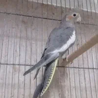 عروس هلندی|پرنده|قم, در بهشت|دیوار