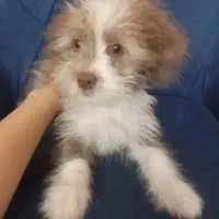 توله شیتزو ماده|سگ|اصفهان, شاهد|دیوار