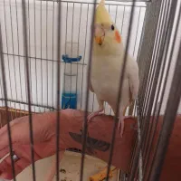 عروس هلندی لوتینو|پرنده|مهریز, |دیوار