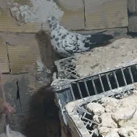 کفتر ماه