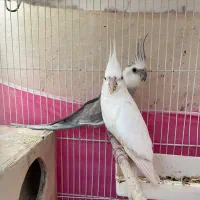 طوطی عروس مولد به شرط|پرنده|آمل, |دیوار