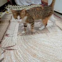 بچه گربه|گربه|بندر انزلی, چهارفریضه|دیوار