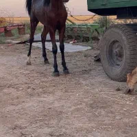 کره نریون|اسب و تجهیزات اسب‌سواری|ساوه, |دیوار