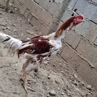 خروس لاری افغان اصیل تاج مهر