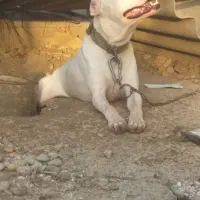 سگ داگوآرژانتین|سگ|سعدآباد, |دیوار