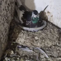 ساده افشان.کربلای.سار|پرنده|گالیکش, |دیوار