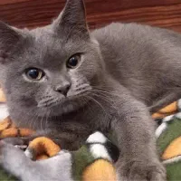 اسکاتیش آنفولد نر|گربه|مشهد, انقلاب|دیوار