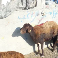 گوسفند خونی