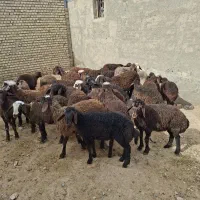 ۳۳راس بره نره داشتی سبک وزن کیلو ۱۴۵۰