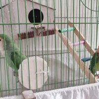 یک جفت طوطی برزیلی|پرنده|قزوین, |دیوار