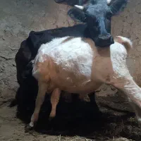 گاو همراه با گوساله