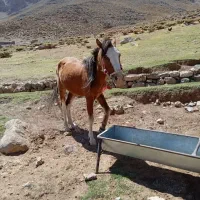 اسب|اسب و تجهیزات اسب‌سواری|بلداجی, |دیوار