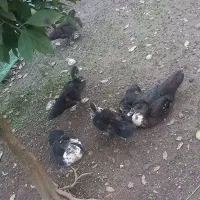 اردک اسرائیلی|پرنده|آستارا, |دیوار