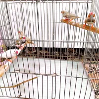 فنچ نر|پرنده|سبزوار, قصبه شرقی|دیوار