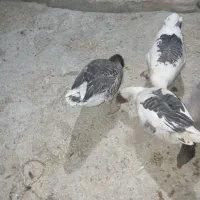 غاز خانگی|حیوانات مزرعه|مرودشت, ثبت احوال|دیوار