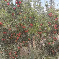 اجاره دادن باغ دارای ۷۰۰ درخت روستای مشگین شهر