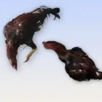 خروس لاری اصیل