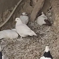 کبوتر طوق سیاه . سفید . پرستویی|پرنده|لامرد, |دیوار