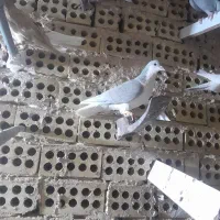 کفترخوشگل و پرشی رنگه کرمانی شامی دم سفید طوقی