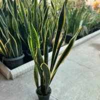 گل سانسوریا طلایی در رشت|گل و گیاه طبیعی|رشت, بیجارپس|دیوار